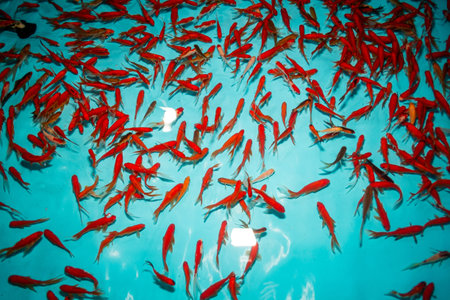 High angle shot looking directly down at a large school of small red fish (goldfish or koi) swimming...