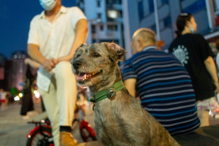 Wuhan, Hubei Province, China - August 04, 2020: A small brown scruffy dog looks alert while sitting next to people on a busy urban street at night in the Hankou district of Wuhan.の写真素材