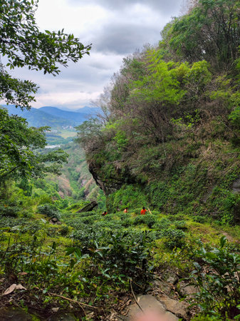 Nanping, Fujian Province, China - May 07, 2023: Looking out from the edge of a tea plantation across...