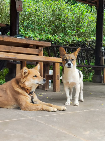 A brown dog lying down and a white spotted dog standing on a wooden terrace under a gazebo in a...