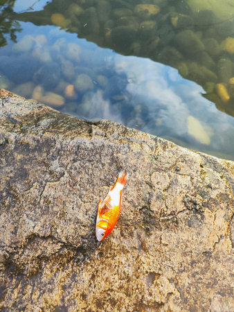A top down perspective of a vibrant fish resting on a gray stone surface near a pond with clear...