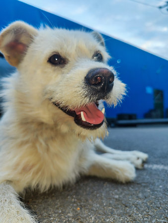 Close up animal portrait of a friendly white domestic dog lying on a city street, showing a happy...