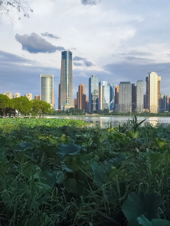 A vertical perspective showing modern skyscrapers across a lake, with thick green lotus leaves and...