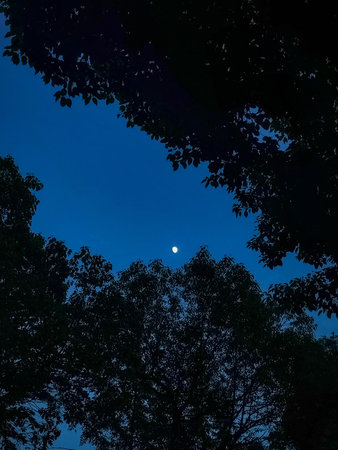 Low angle perspective looking up at the bright moon in a dark blue night sky, framed by the dark...