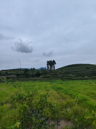 A wide angle perspective of terraced green tea fields stretching across hills under a cloudy sky.
