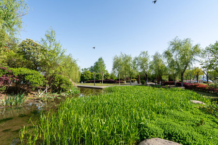 A scenic view of lush green wetlands and trees in a sunny public park. The image conveys nature atmosphere, relaxation, and outdoor beauty. High-quality photography.の写真素材