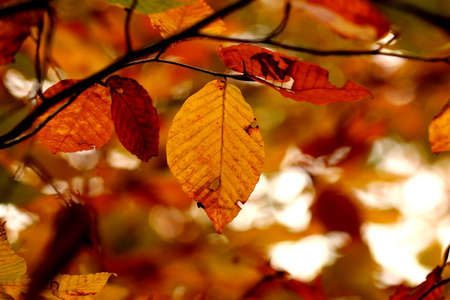 Close-up of the leafの写真素材