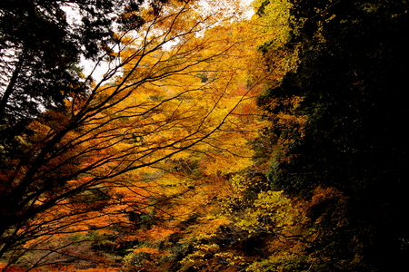 Autumn foliageの写真素材