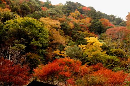 Multicolored colored leavesの写真素材