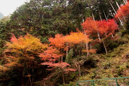 Red, yellow and green leafの写真素材