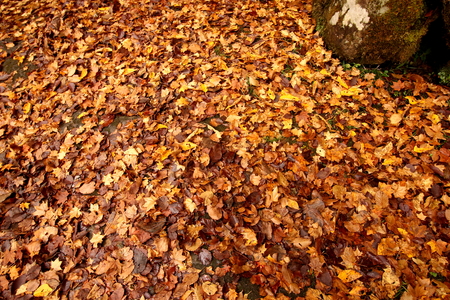 Fallen leavesの写真素材