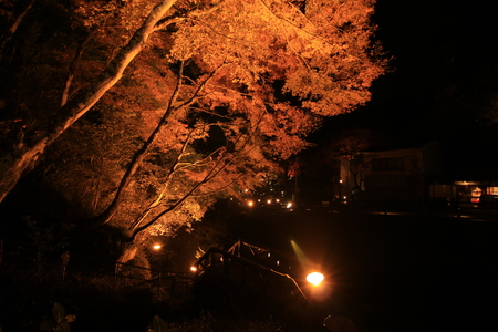 Light up of colored leavesの写真素材