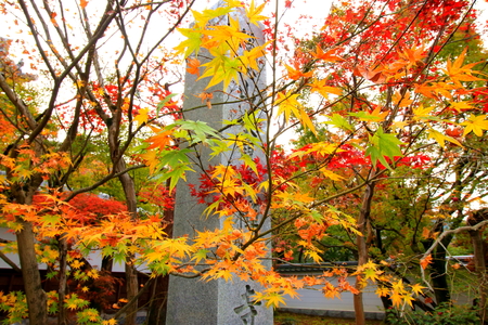 Autumn foliageの写真素材