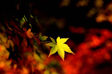 Close-up of Autumn foliage