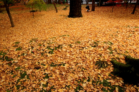 Ginkgo carpet