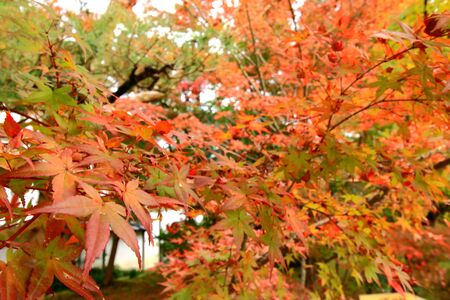 Autumn foliageの写真素材