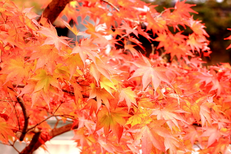 Autumn foliageの写真素材
