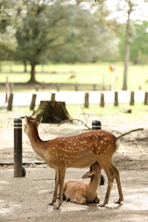It is a picture of a deer parent and childの写真素材