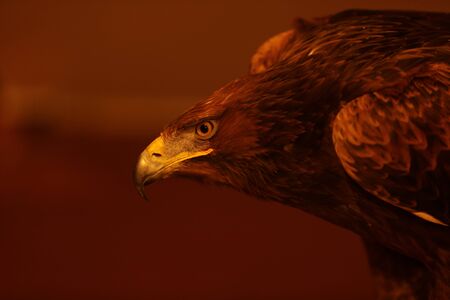 It is a picture of a sharp eagle.の写真素材