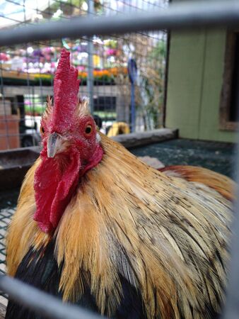Close up of a pet rooster in a cage. の素材
