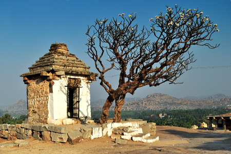 Flowering treeの写真素材