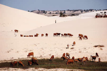 white dunes & herdの写真素材