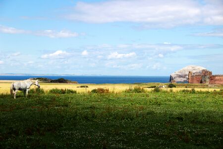 horse in the field and castleの写真素材