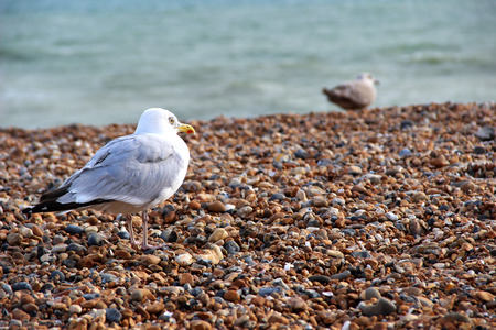 Seagull loveの写真素材