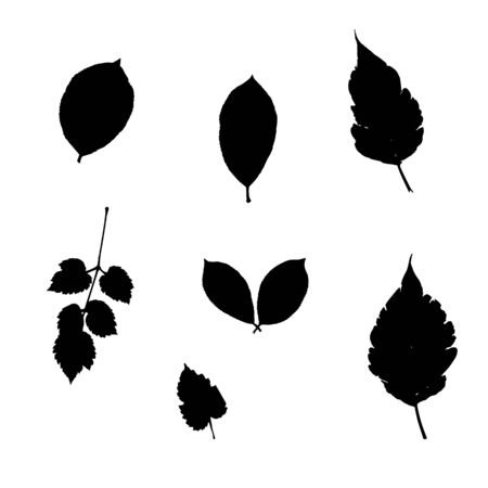 Set of silhoutte leaves. Vector illustration. のイラスト素材
