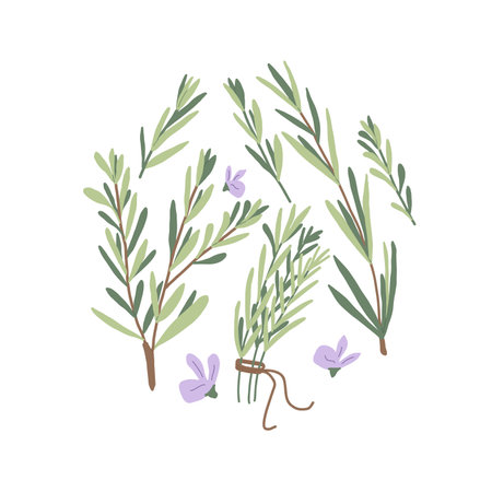 Rosemary circle emblem isolated on white background. Fresh herb branches with green leaves and rosemary flowers round composition. Vector simple hand drawn illustration.のイラスト素材
