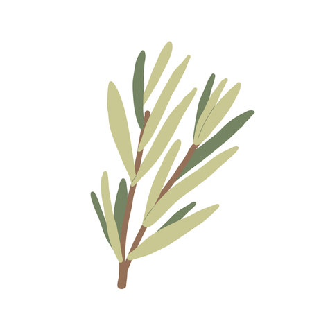 Rosemary isolated on white background. Fresh herb branch. Vector hand drawn illustration.のイラスト素材
