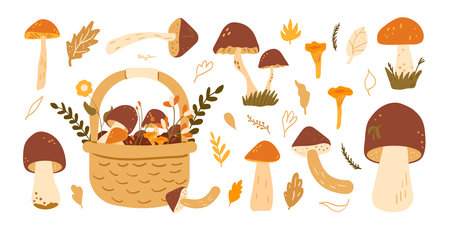 Set of mushrooms. forest harvesting kit. Vector hand drawn flat collection illustration isolated on white background.のイラスト素材
