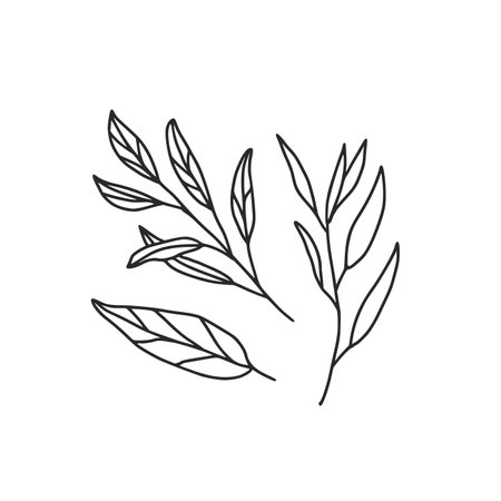 Sage and tarragon branches doodle green. Medicine herb vector hand drawn illustration isolated on white background.のイラスト素材