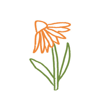 Coneflower flower crayon drawn. Spring plant doodle isolated on white background. Summer floral kids element. Chalk or pastel style childish scrawl wildflower shape. Vector illustration by pencil.のイラスト素材
