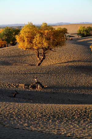 Inner Mongolia Ejinaqi desertの写真素材