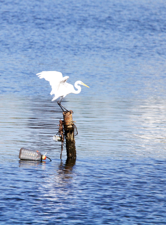 white egretの写真素材