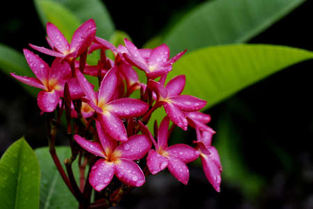 Wildflowerの写真素材