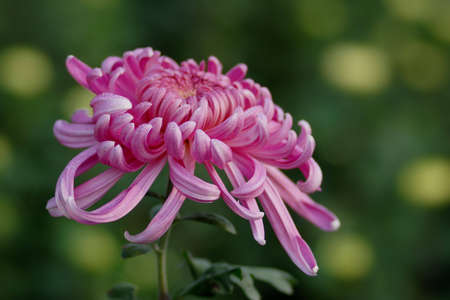 chrysanthemumの写真素材