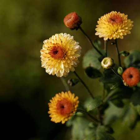 chrysanthemumの写真素材