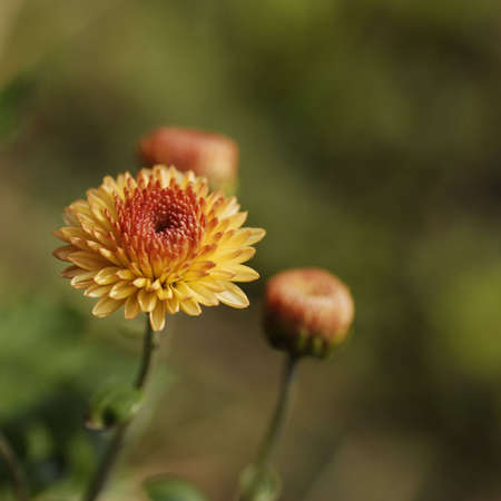 chrysanthemumの写真素材
