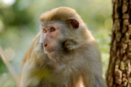 A wild monkey