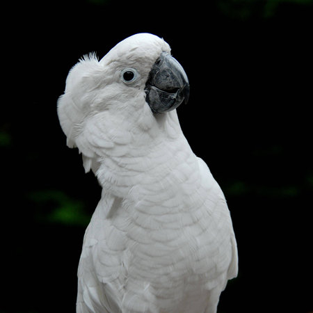 Clsoeup of parrotの写真素材