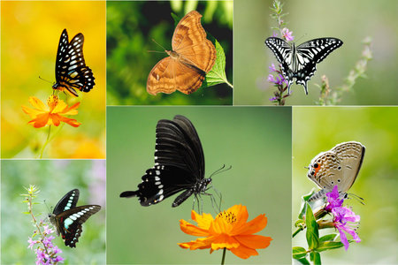 Closeup of butterflyの写真素材