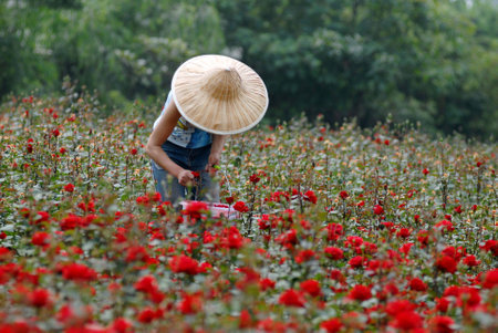 People pick the rose in the fieldの写真素材