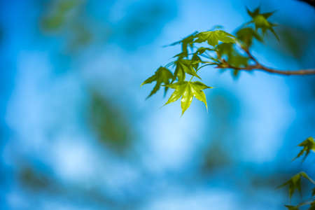 Snapshot of plants in the street park, green maple leaves, the beginning of spring, a vibrant scene.の写真素材