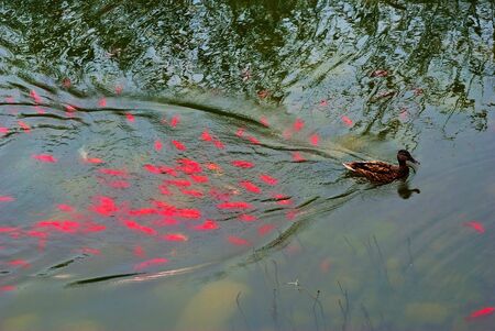 mallardの写真素材