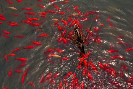 mallardの写真素材