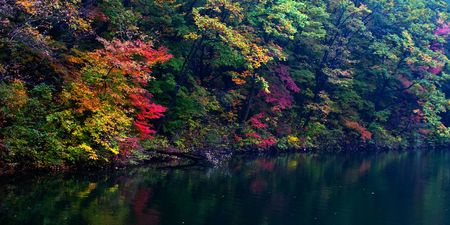red autumn leavesの写真素材