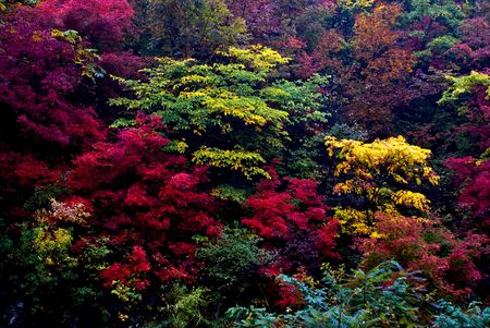red autumn leaves