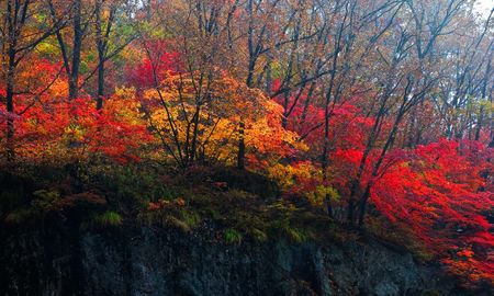 red autumn leavesの写真素材